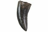 Serrated, Tyrannosaur (Nanotyrannus) Tooth - Montana #74144-1